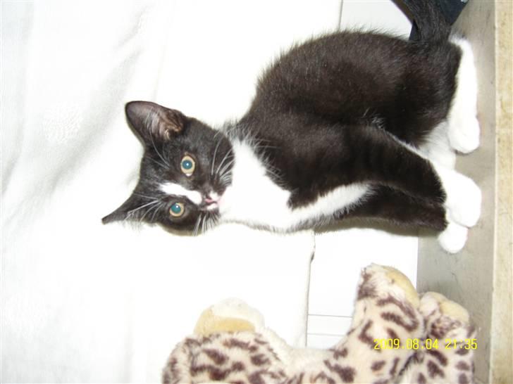 Blanding af racer Robin *Min Mors Mis* billede 17