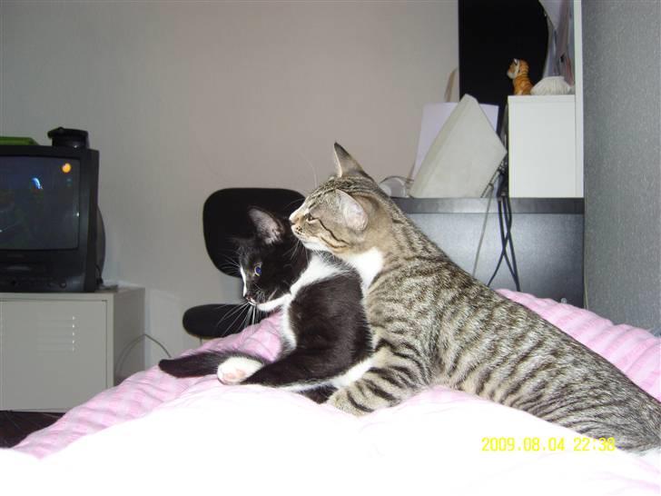 Blanding af racer Robin *Min Mors Mis* billede 18