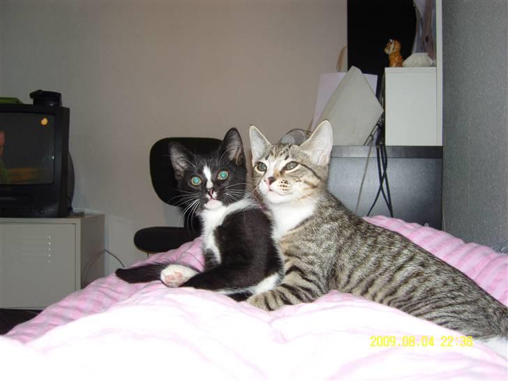 Blanding af racer Robin *Min Mors Mis* billede 19