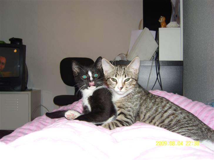 Blanding af racer Robin *Min Mors Mis* billede 20