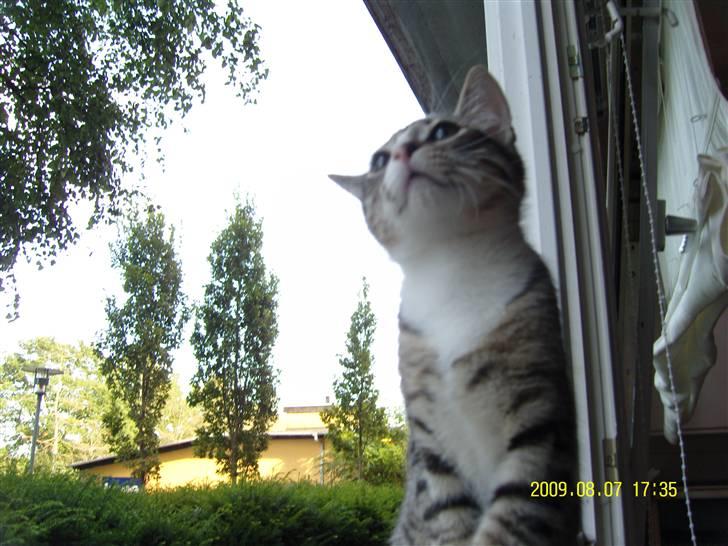 Huskat Samson *Solgt* billede 9