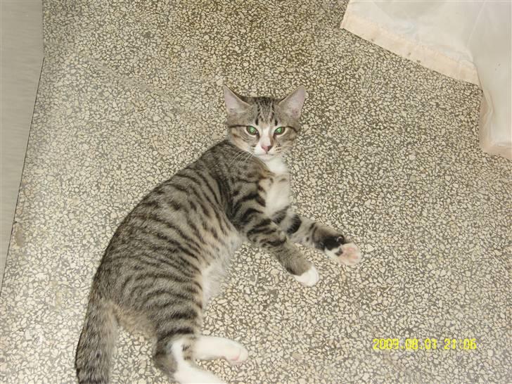 Huskat Samson *Solgt* billede 11