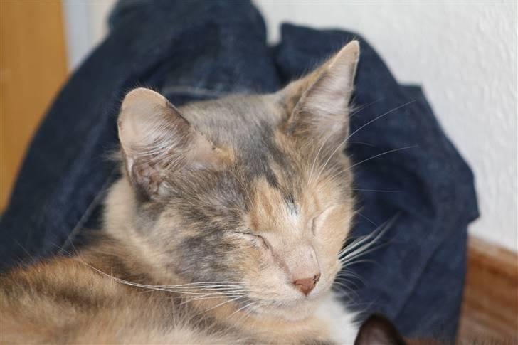 Blanding af racer Mille billede 15