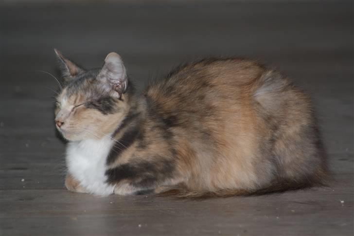 Blanding af racer Mille billede 16