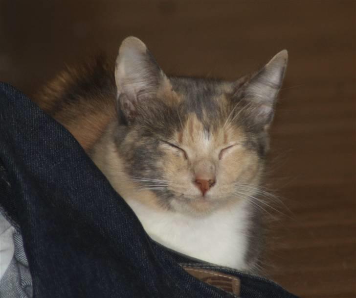 Blanding af racer Mille billede 17