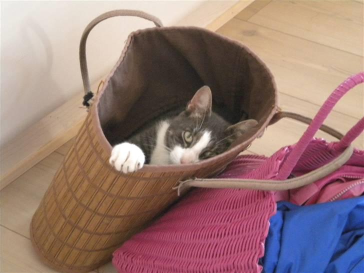 Blanding af racer fedemis - må jeg komme med ?? billede 13