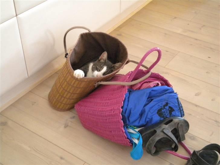 Blanding af racer fedemis - hehe jeg gemmer mig så kan det være jeg kommer med  billede 14