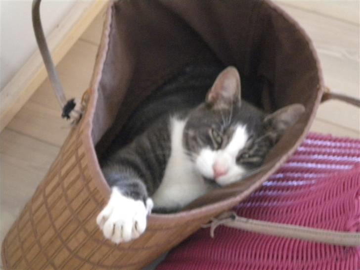 Blanding af racer fedemis - jeg vil altså med  billede 15