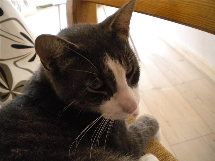 Blanding af racer fedemis - hej hej med dig dig  billede 16