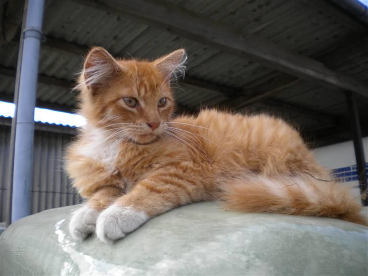 Blanding af racer FORSVUNNET  Rødhætte - min smukke mis  billede 1