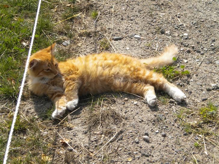 Blanding af racer FORSVUNNET  Rødhætte - min mis der kigger på noget billede 2