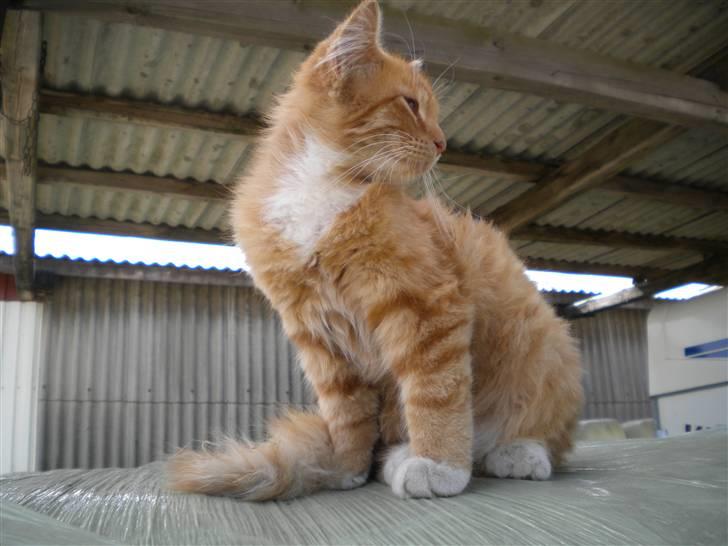 Blanding af racer FORSVUNNET  Rødhætte - hov hvad sker der nu billede 3