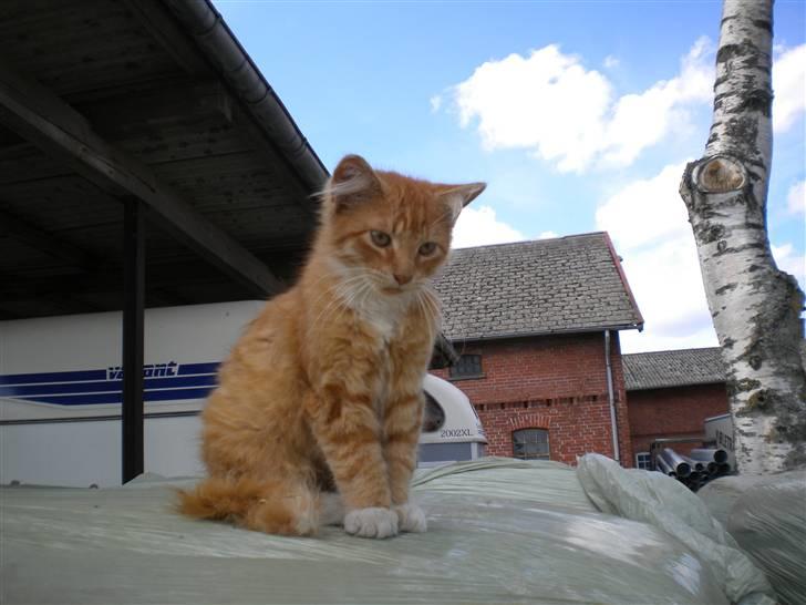 Blanding af racer FORSVUNNET  Rødhætte - hej mor  billede 4