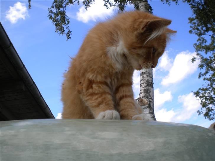 Blanding af racer FORSVUNNET  Rødhætte - hvad ser du lille skat billede 5