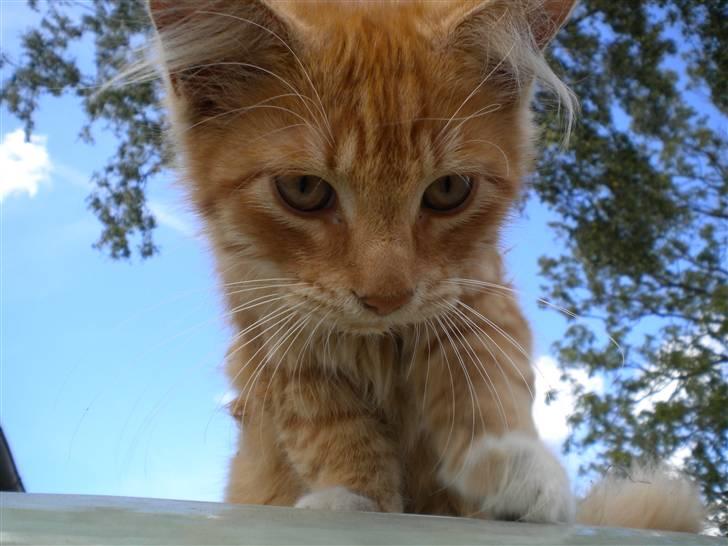 Blanding af racer FORSVUNNET  Rødhætte - må jeg komme hen til dig mor  billede 6