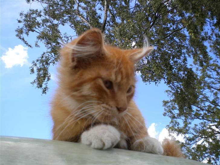 Blanding af racer FORSVUNNET  Rødhætte - <3 billede 7