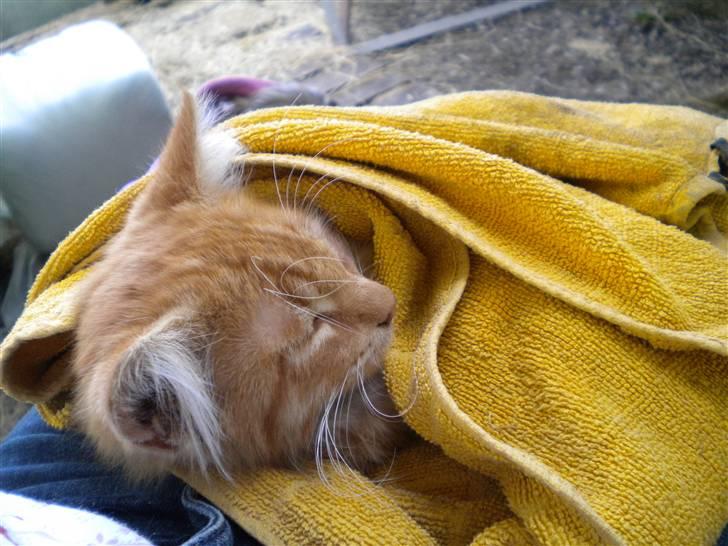 Blanding af racer FORSVUNNET  Rødhætte - min mis der lige er blevet vasket billede 8