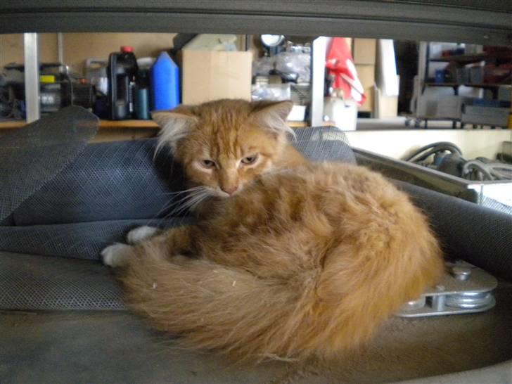 Blanding af racer FORSVUNNET  Rødhætte - min mis der ligger inde på mit fars værksted billede 9