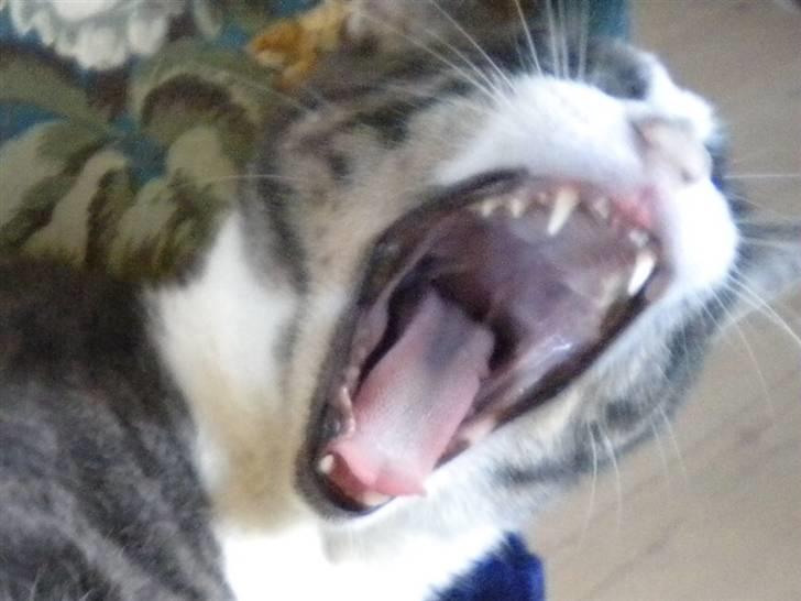 Blanding af racer fedemis - uda da har du ikke lert at holde dig for munden  billede 17