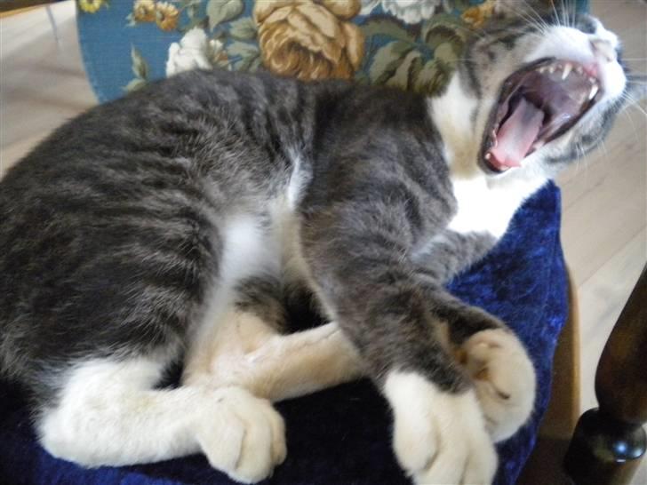 Blanding af racer fedemis - fedesen er trat  billede 18