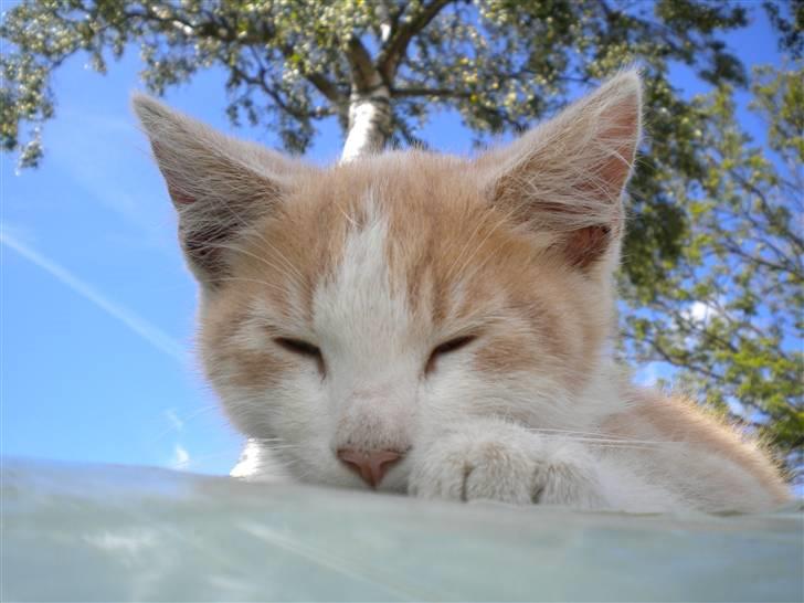 Blanding af racer prins benjamin - når for sødt billede 1