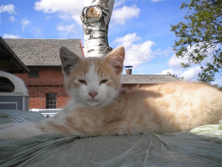 Blanding af racer prins benjamin - er du trat lille mis billede 2