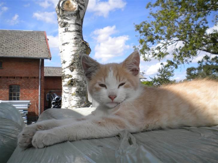 Blanding af racer prins benjamin - hehe ZZZZZZzzzzzz.......... billede 3