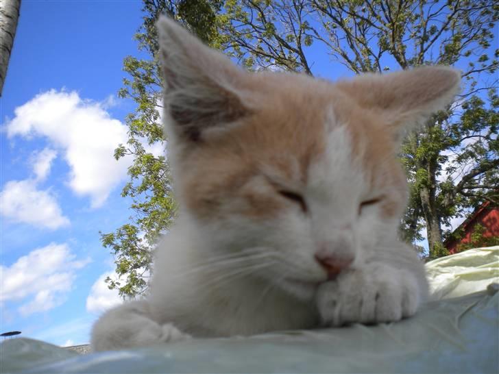 Blanding af racer prins benjamin - lige for hun sover billede 4