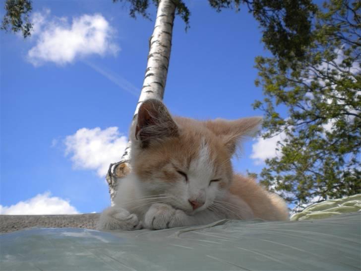 Blanding af racer prins benjamin - nej et godt billed billede 5