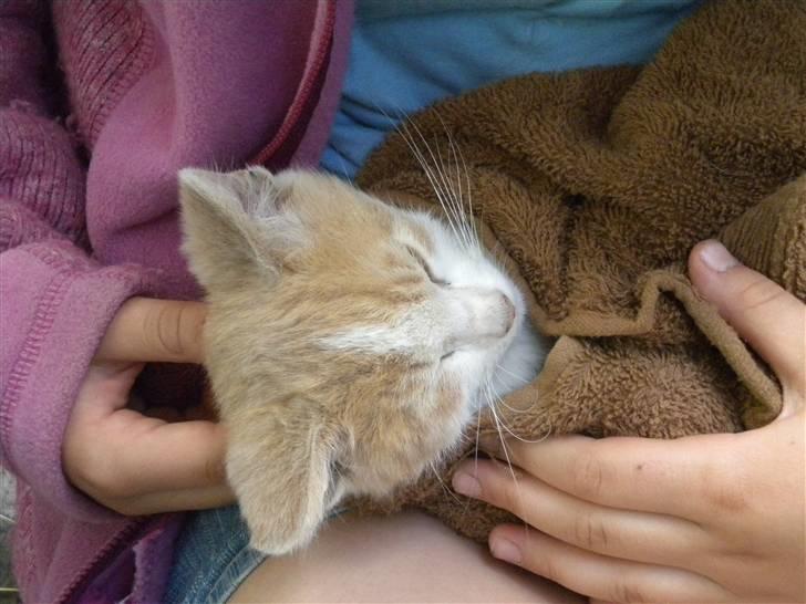 Blanding af racer prins benjamin - lille mis er blevet vasket billede 6