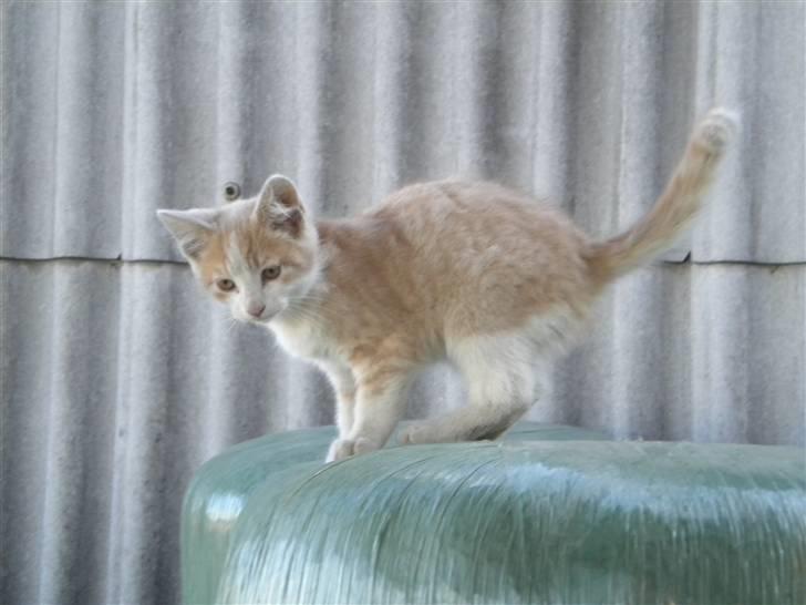 Blanding af racer prins benjamin - leger på vrap balderne billede 7