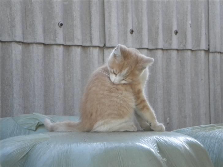 Blanding af racer prins benjamin - leger på vrap balderne billede 8