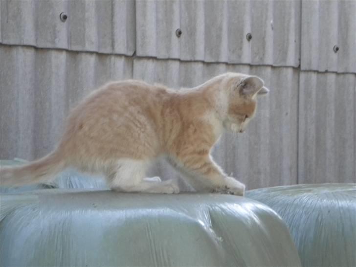 Blanding af racer prins benjamin - leger på vrap balderne billede 9