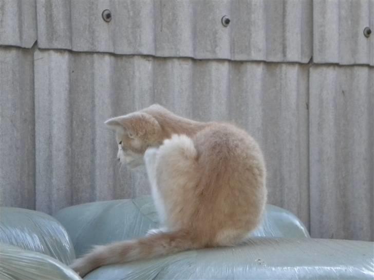 Blanding af racer prins benjamin - leger på vrap balderne billede 10