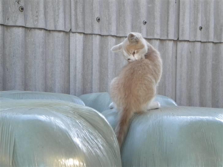 Blanding af racer prins benjamin - leger på vrap balderne billede 11