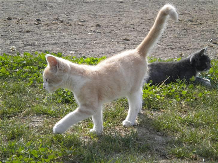 Blanding af racer prins benjamin - lille mis der går en tur billede 12