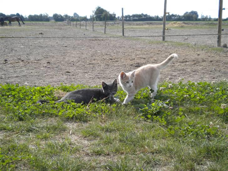 Blanding af racer prins benjamin - leger med sin bror billede 13
