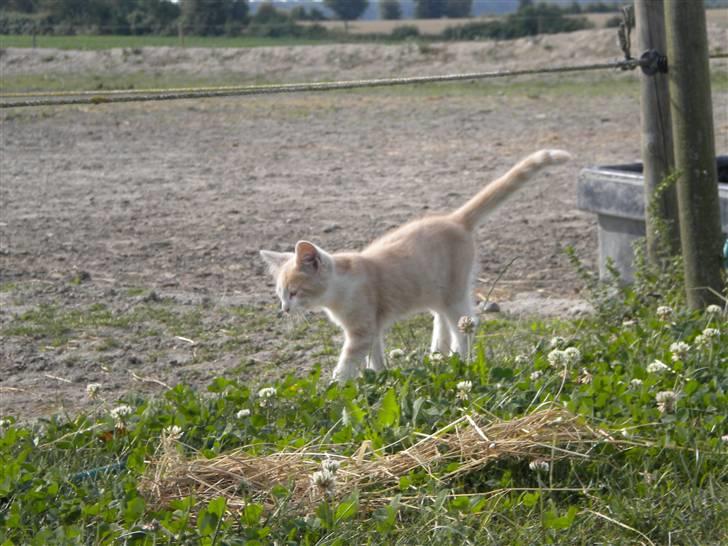 Blanding af racer prins benjamin - går en lille tur billede 14