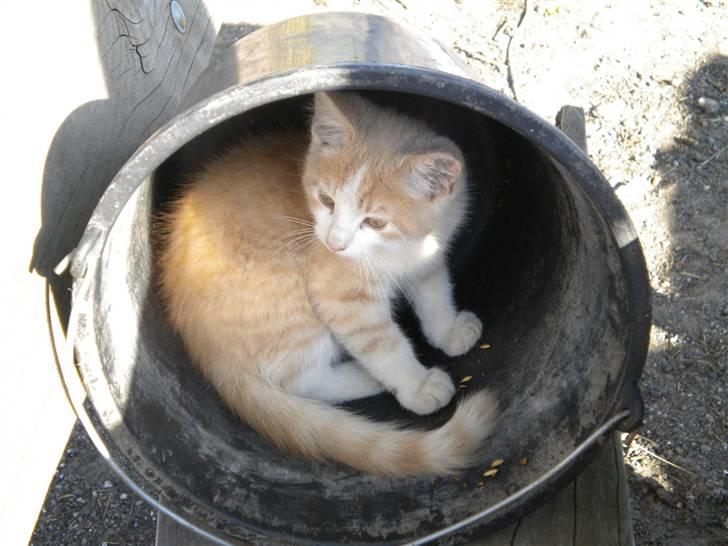 Blanding af racer prins benjamin - hehe gemmer mig for mine brdr. og søstre billede 15