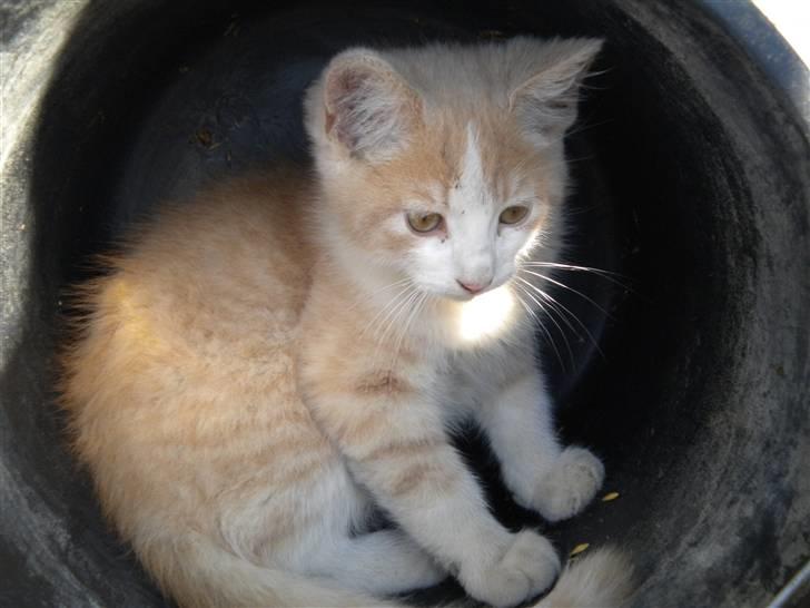 Blanding af racer prins benjamin - hehe XD billede 16