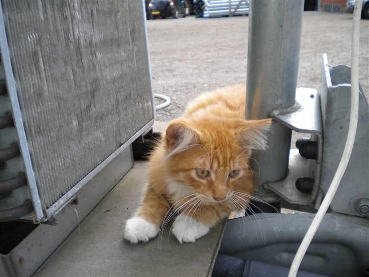 Blanding af racer FORSVUNNET  Rødhætte - ligger og slapper af billede 10