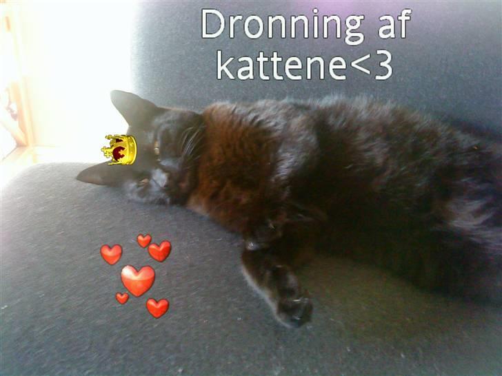 Huskat Mille <3 R.I.P billede 15