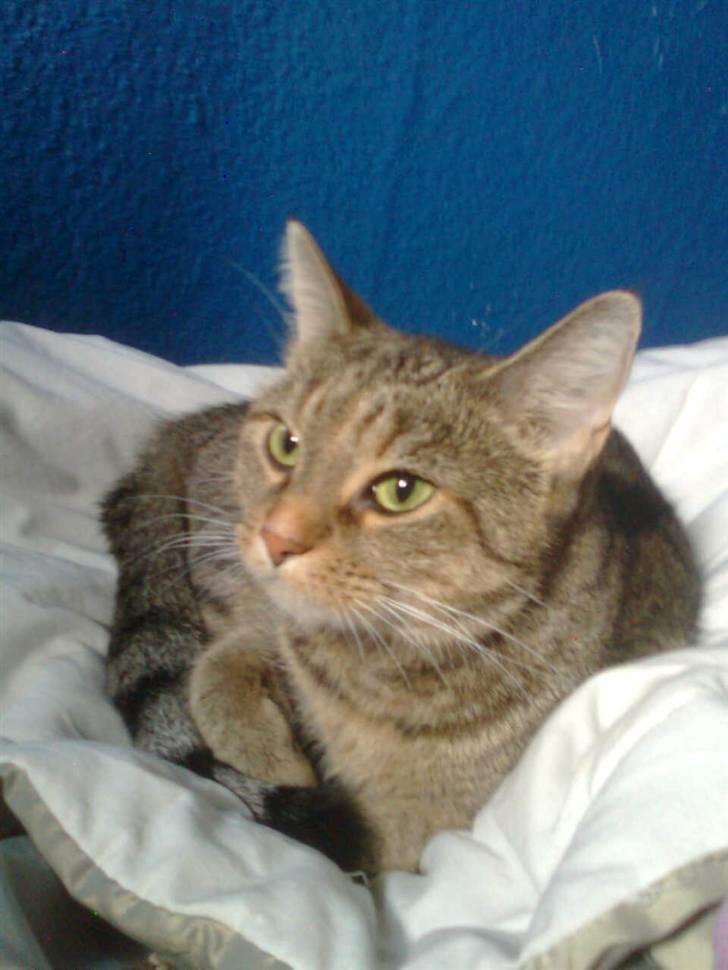 Huskat Tøsen billede 6