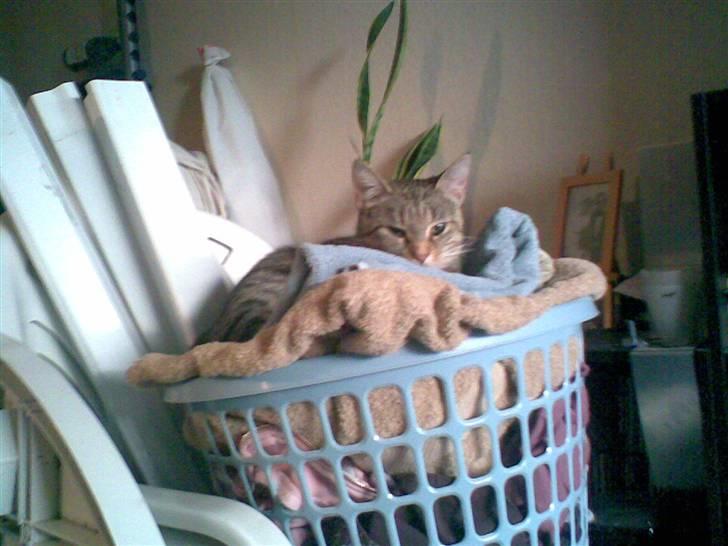 Huskat Tøsen billede 7