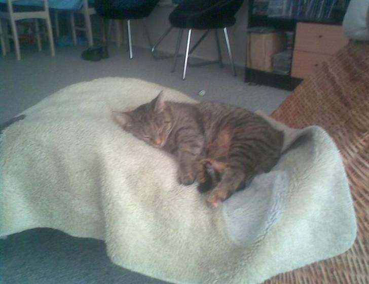 Huskat Tøsen billede 8