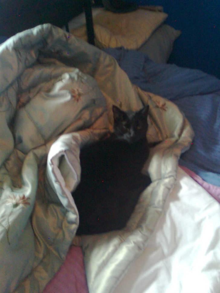 Huskat Balou billede 6