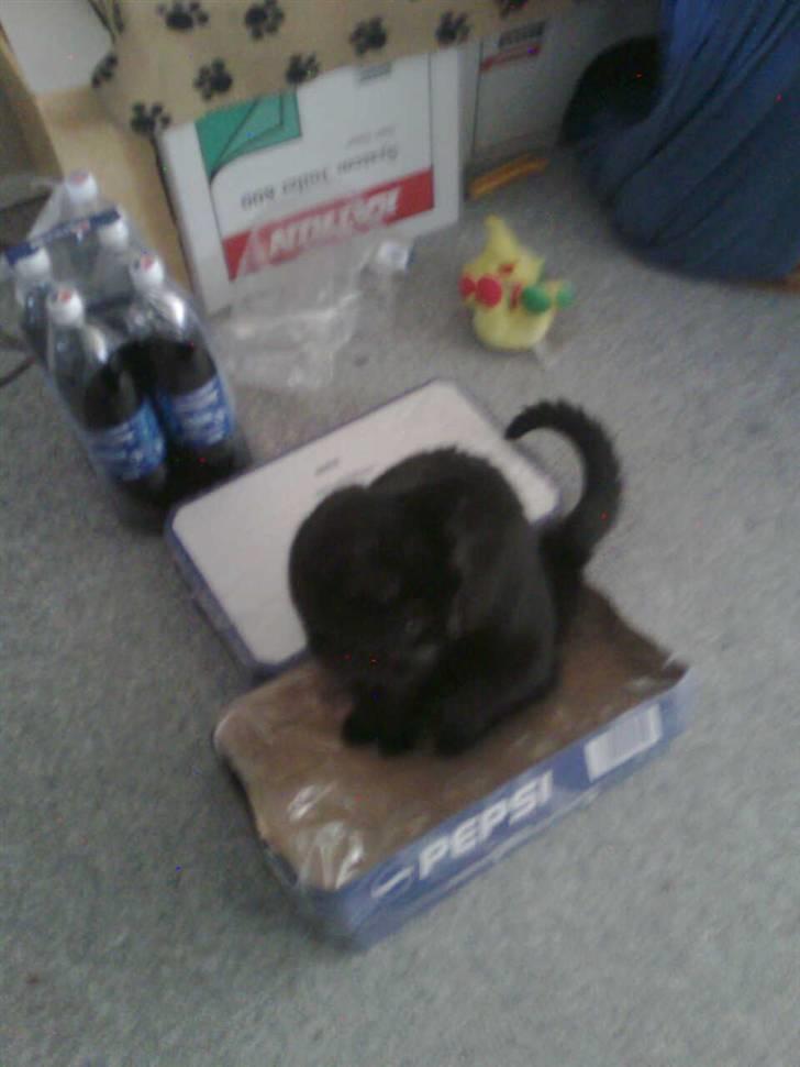 Huskat Balou billede 7