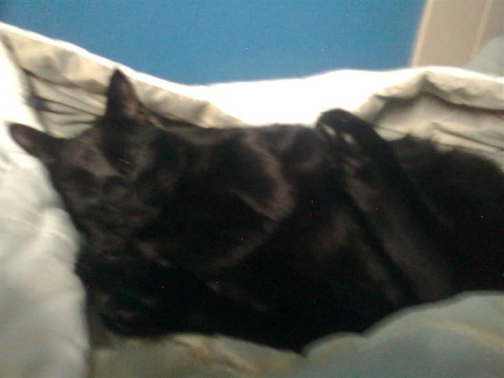 Huskat Balou billede 8