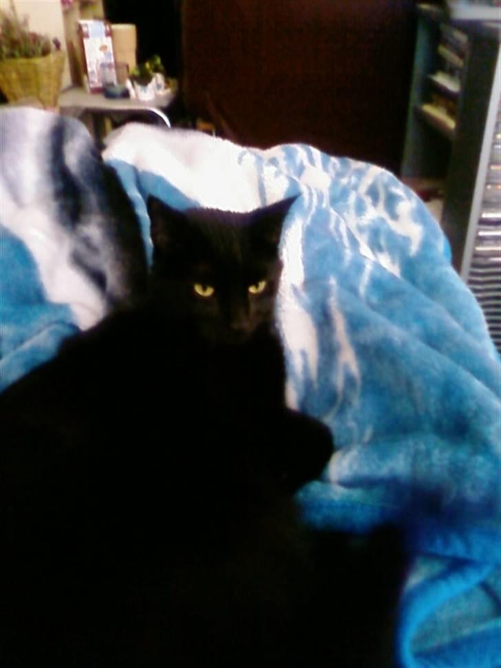 Huskat Balou billede 9