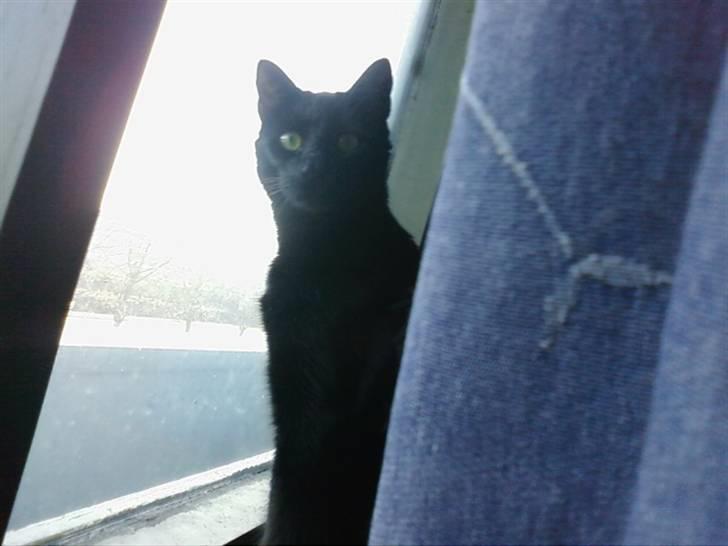 Huskat Balou billede 10